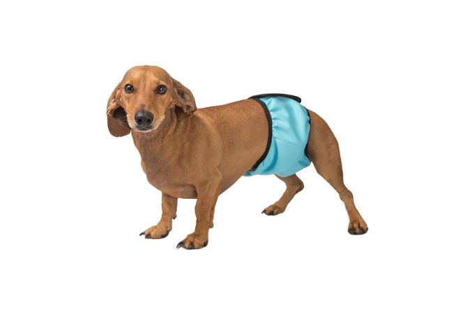 Okey Doggy Гігієнічний вбираючий пояс для псів, Блакитний