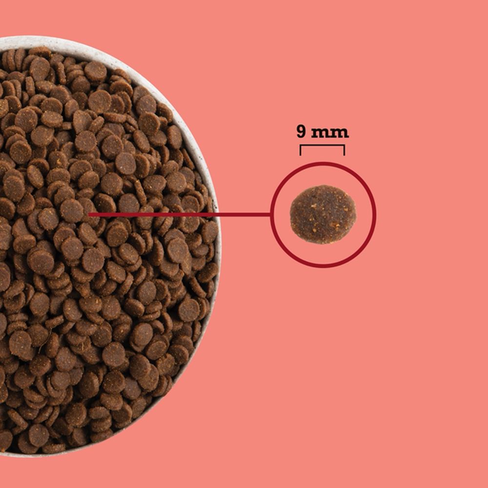 Acana Highest Protein Indoor Cat Recipe