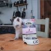 Acana Cat First Feast Kitten, з куркою та оселедцем
