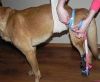 Okey Doggy Гігієнічний вбираючий пояс для псів, Блакитний