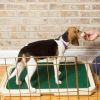 PetSafe Piddle Place Portable Pet Potty портативний туалет для собак