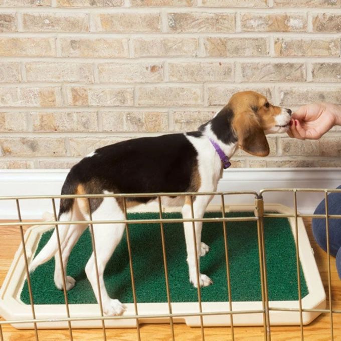 PetSafe Piddle Place Portable Pet Potty портативний туалет для собак