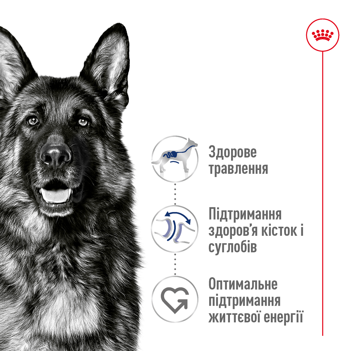 Royal Canin Maxi Adult - Корм збалансований для дорослих собак великих порід