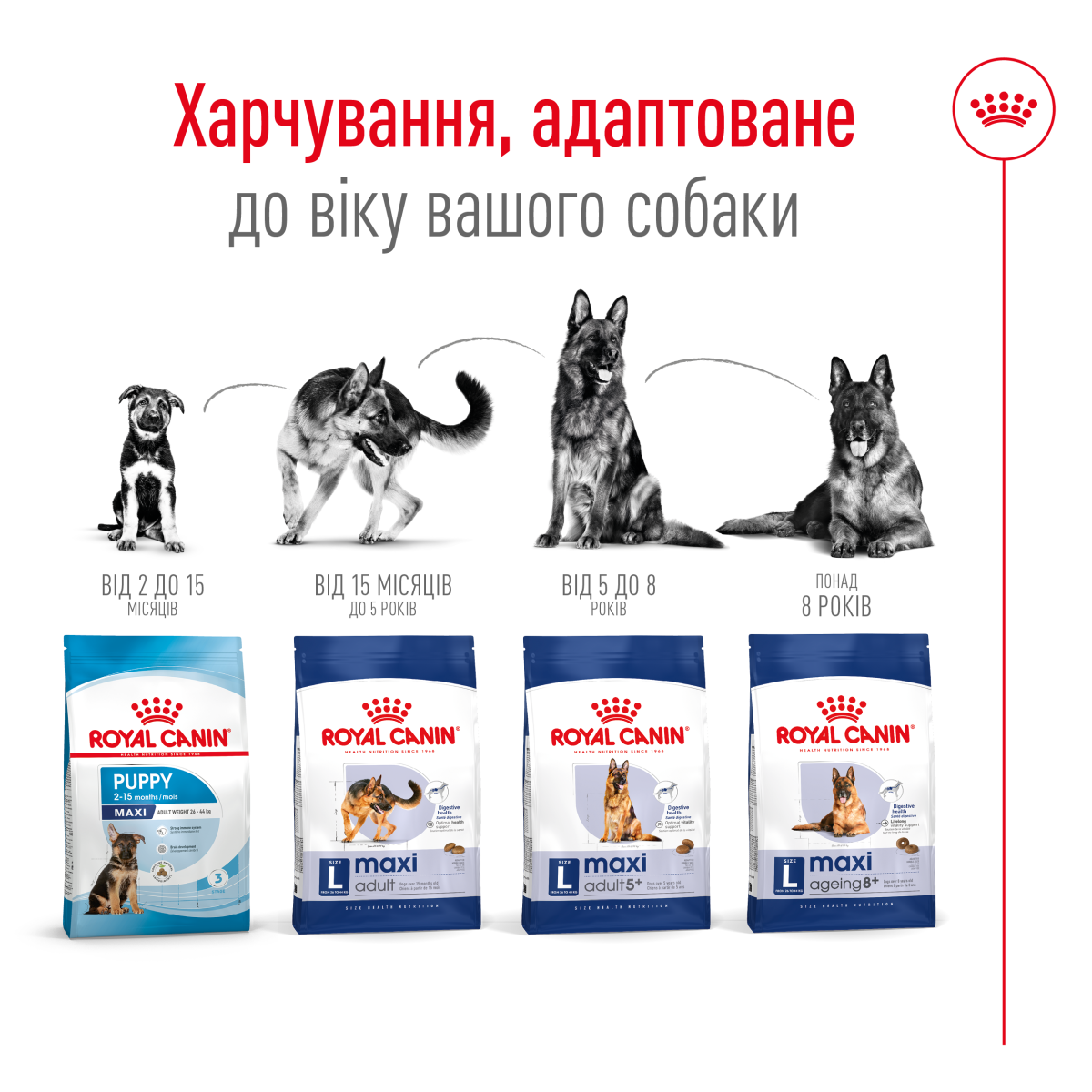 Royal Canin Maxi Adult - Корм збалансований для дорослих собак великих порід